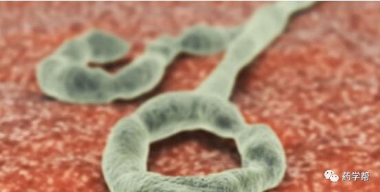 埃博拉病毒感染治疗有了新进展