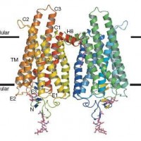 GPCR靶点筛选|离子通道|激酶谱|TRP通道|激酶筛选